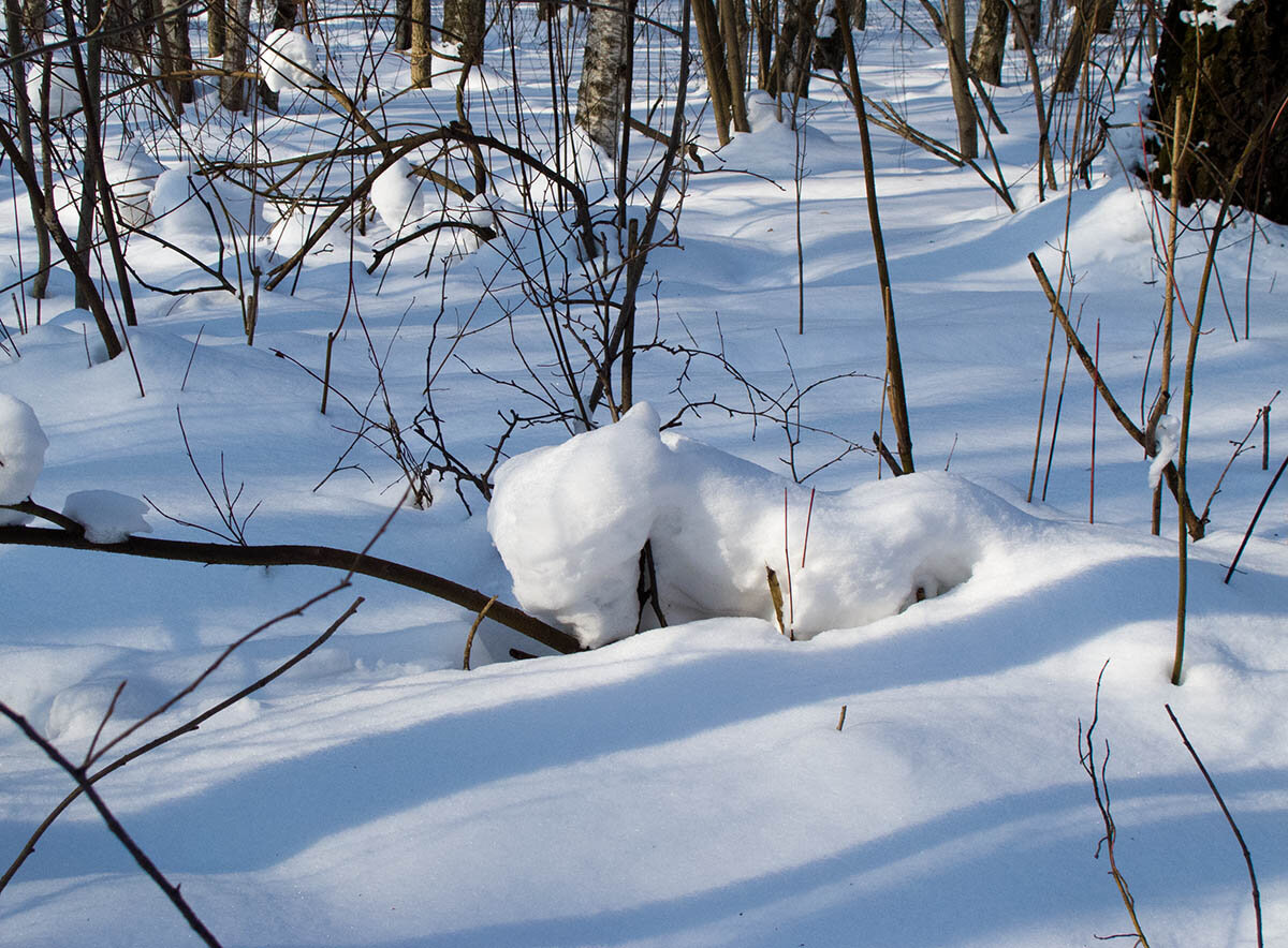 Мартовский лис