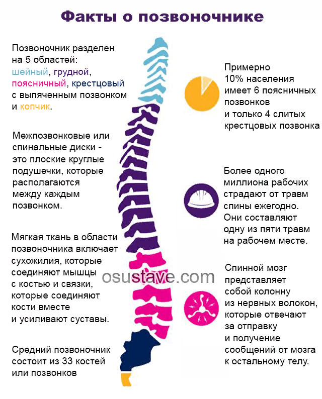 Позвоночник кто лечит какой. Факты о позвоночнике. Интересное про позвоночник. Факты о позвоночных. Интересные факты о позвоночнике человека.