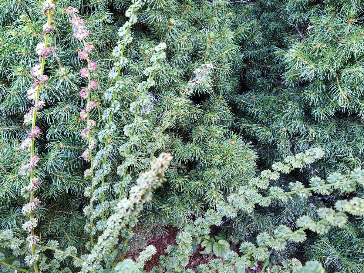 Кочедыжник женский "Фрицеллия"  (Athyrium filix-femina "Frizelliae") осенью