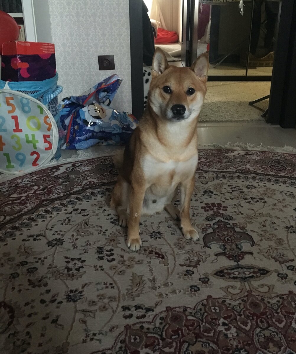 Тимо практически с первых дней оставался дома один и вел себя прилично! Соседи даже не знали, что у меня появилась собака.