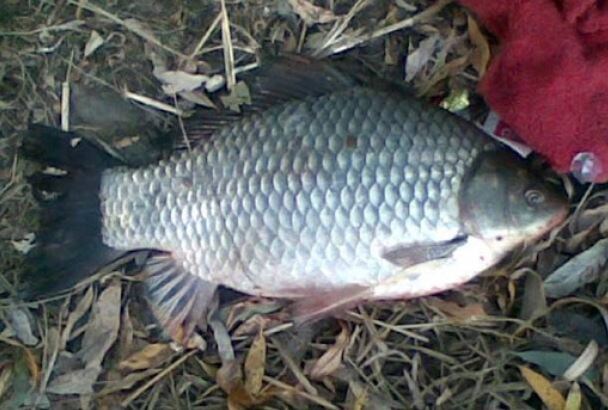 А это маленький буффало, согласитесь, очень похож на карася.