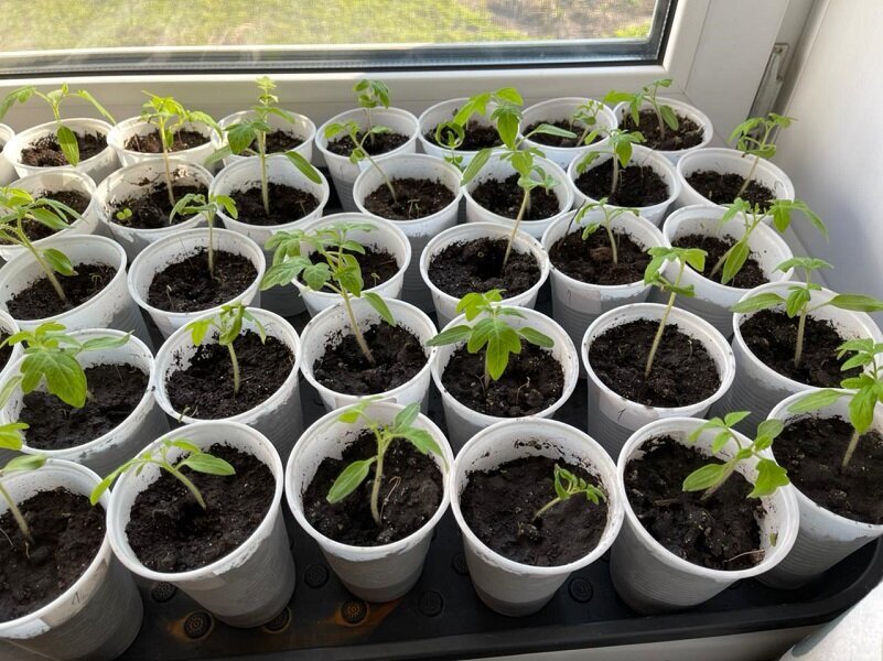 Неделю назад пикировала первую партию рассады. Ее надо подкормить