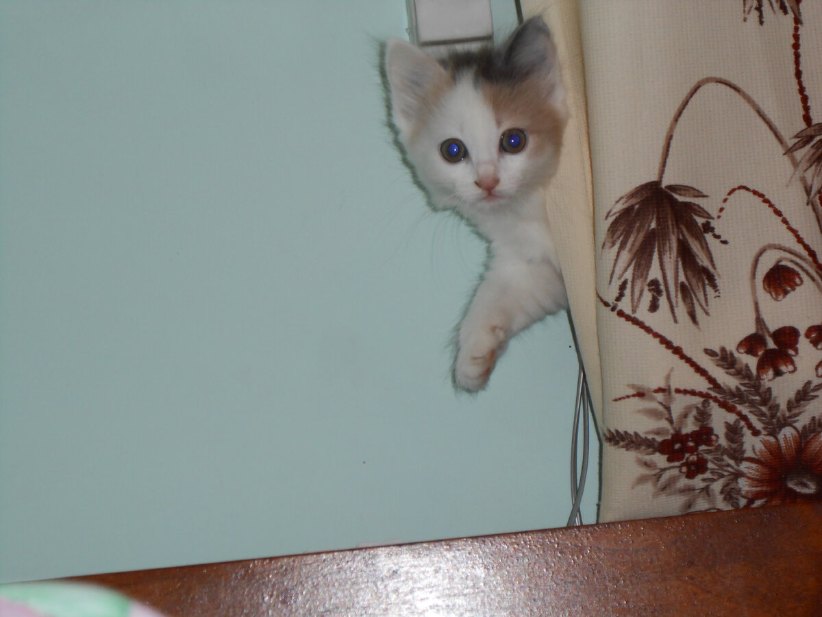 Хозяйка,не беспокойся, кактус  в порядке-взрыхлен и прорежен