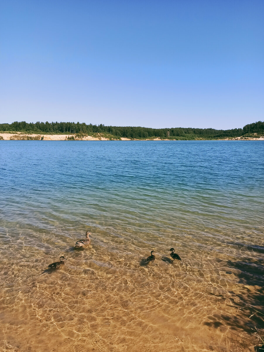 Можно встретить утиное семейство