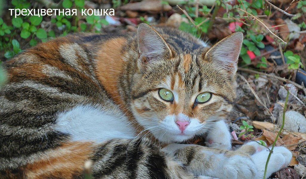 бело-серо-рыжая кошка
