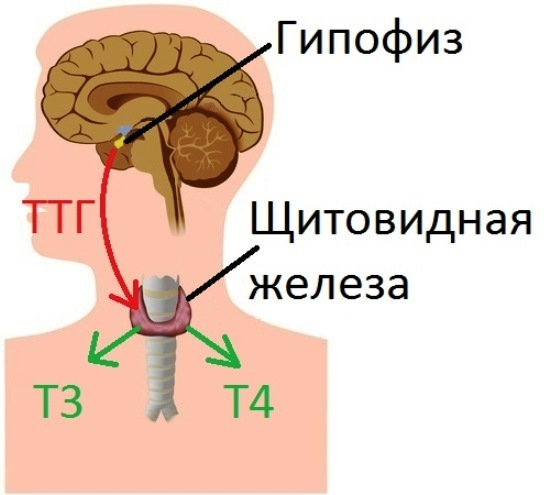 Такими  схемами насыщен интерне. Они неполноценны