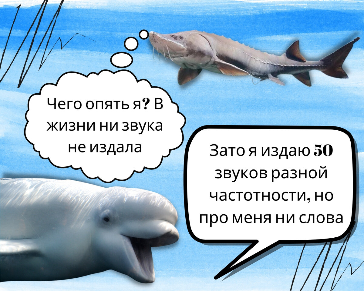 рыбы издают звуки. какие звуки издает рыба. как разговаривают рыбы. какую функцию выполняет боковая линия рыбы?. звуки рыб.