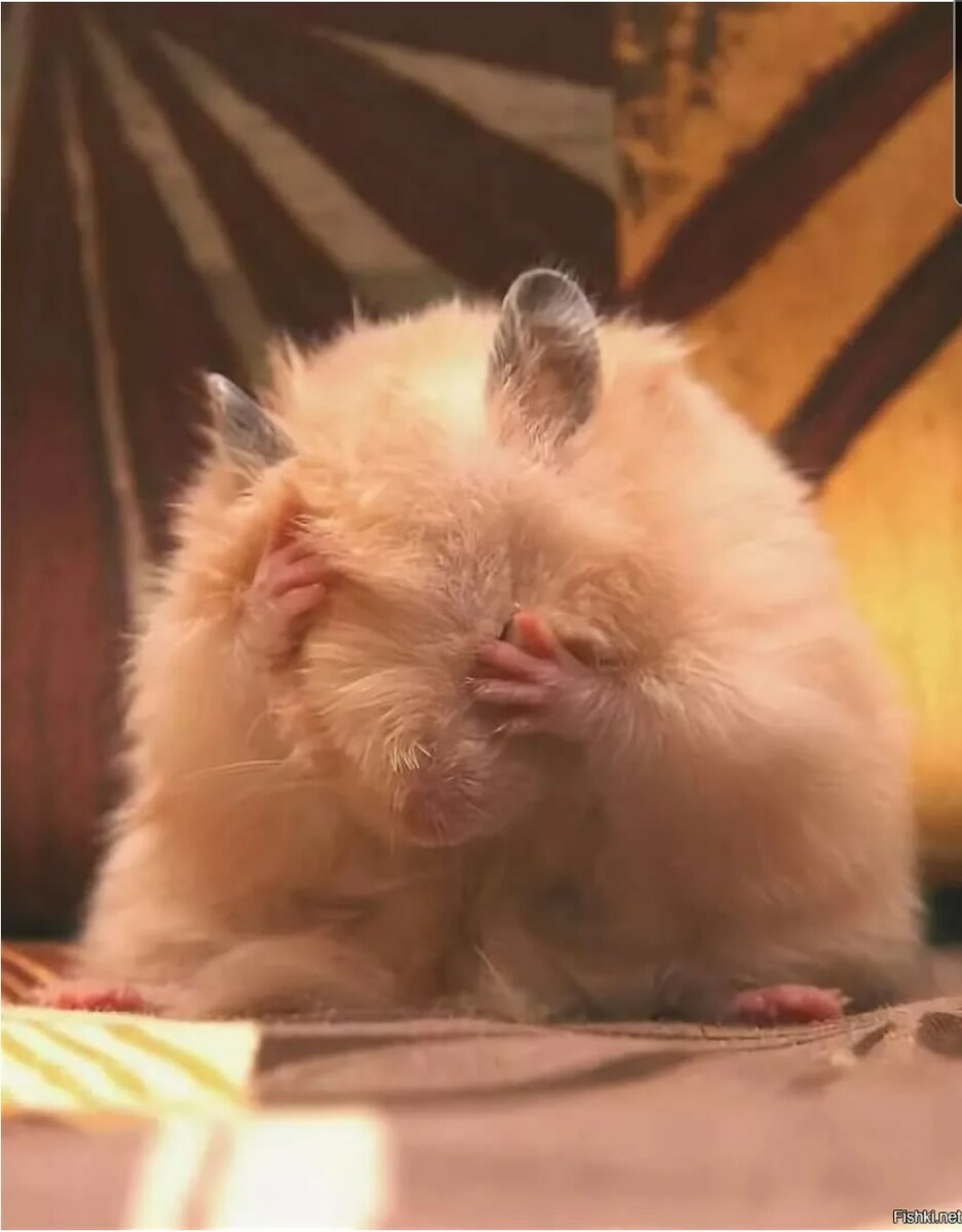 грустный хомяк. печальный хомяк. хомяк щекастый. джунгарский хомяк злой. хомячки джунгарики.