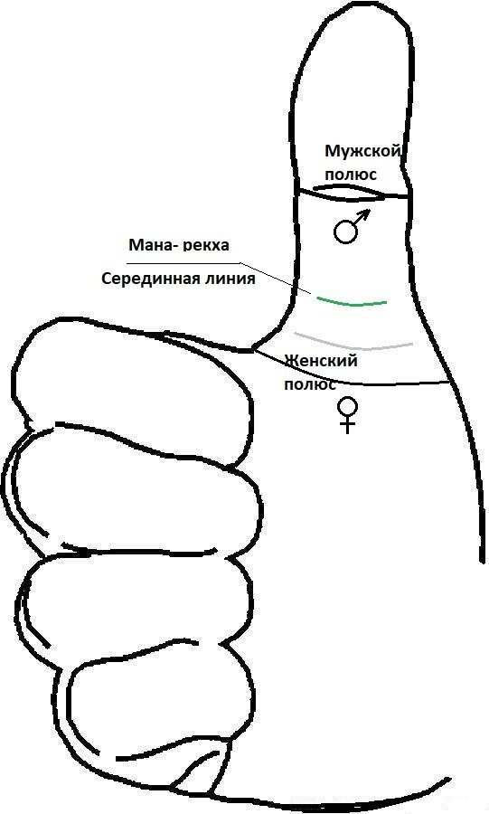 Мана-рекха на Большом пальце.