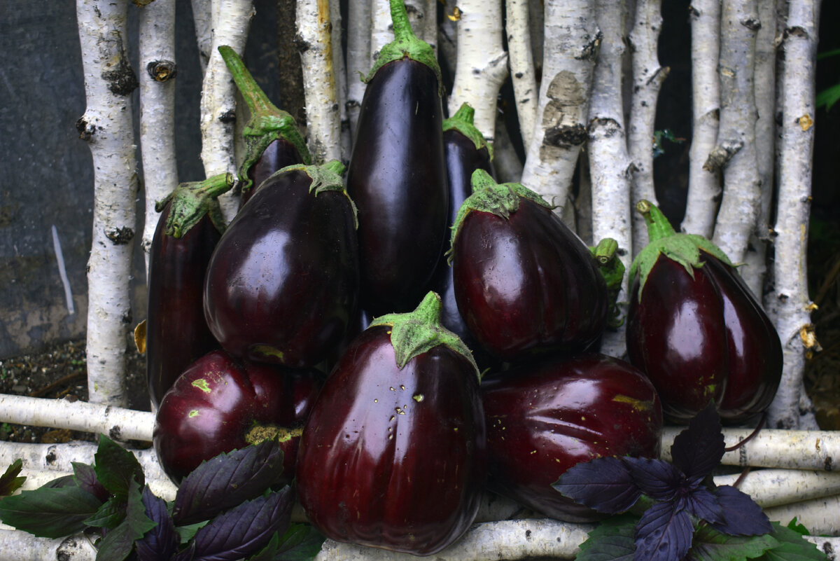 Сочный синенький красавец, оказывается, еще и удивительно вкусен! Фото автора