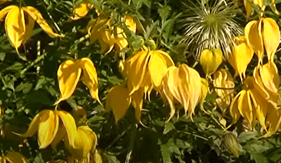 Клематис Тангутский (1 группа обрезки)