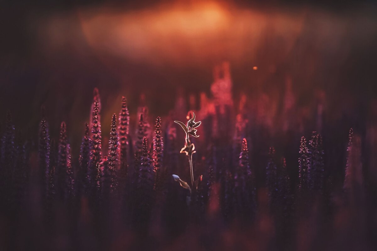 Фото: Артем Арутюнов / vk.com/cons_ph / vk.com/luxnocturnal