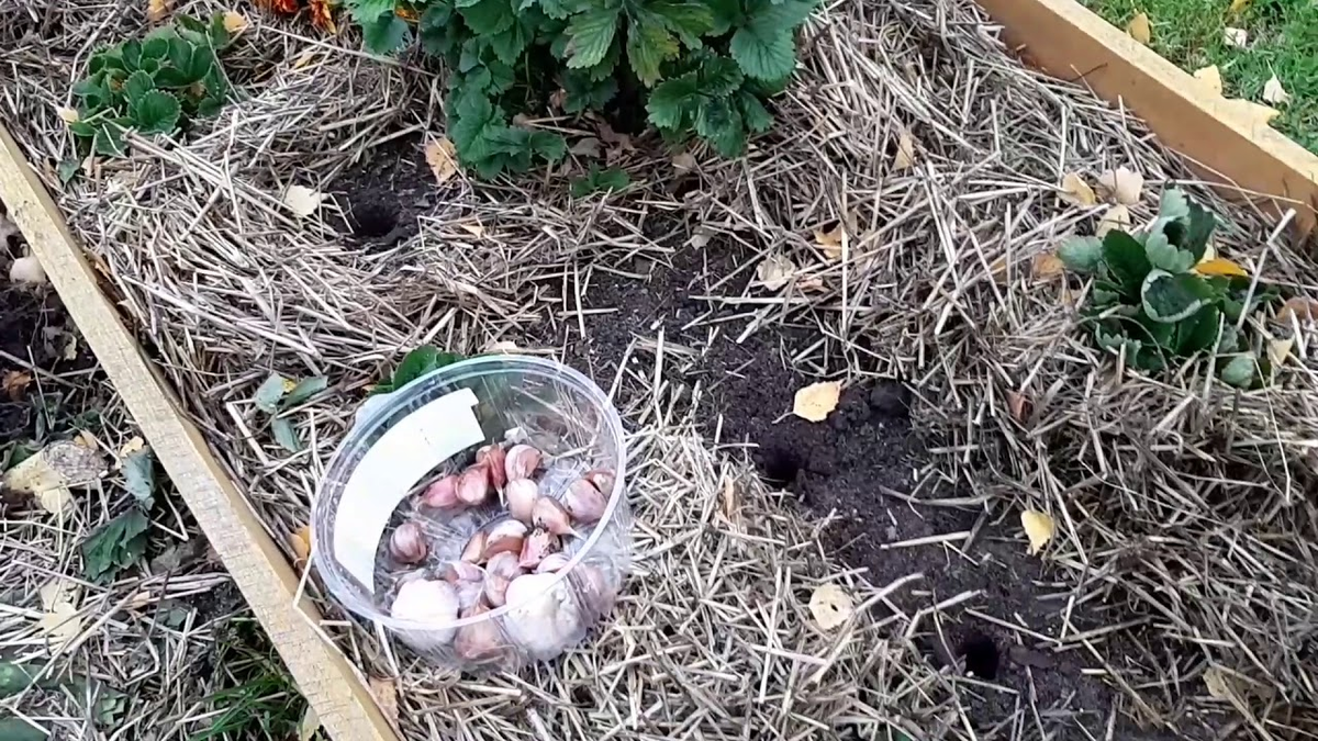 Можно посадить чеснок с морковью. Клубника и чеснок. Клубника и чеснок вместе. Высаживать чеснок в клубнику. Посадка клубники и чеснока.
