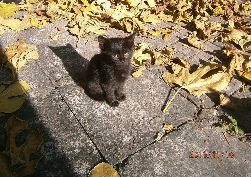 Маленький котенок на улице. Бездомный черный котенок. Черный котенок на улице. Брошенный котенок.