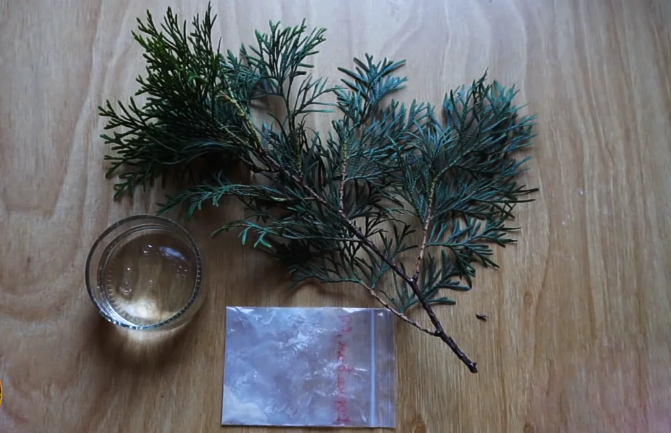 У меня была такая веточка