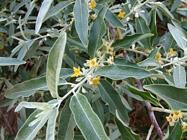 Лох крым. Лох узколистный (Elaeagnus angustifolia). Elaeagnus angustifolia кустарниковая. Лох серебристый узколистный. Лох серебристый узколистный серебристый.