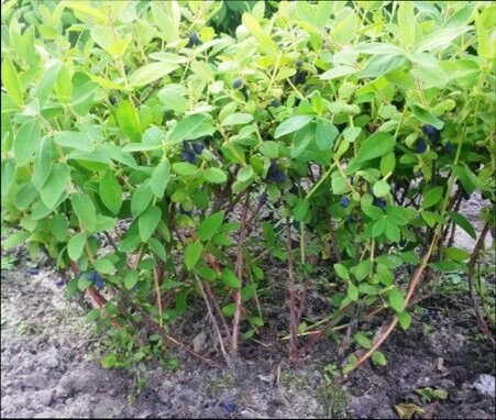 весенняя подкормка жимолости