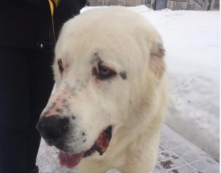 Простите, я не могу найти для вас фотографии в большем размере