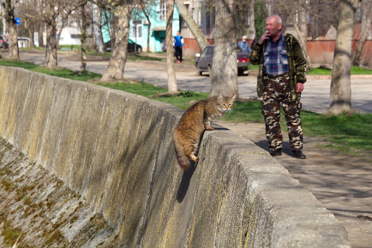 Городская речка и пушистый охотник