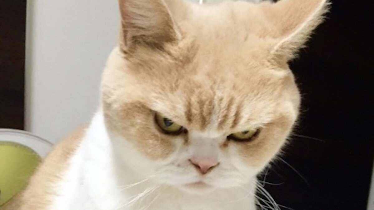 Он пришел недовольным. Он пришел недовольным. Прищуренный кот. Унылый кот. Шутки про недовольных.