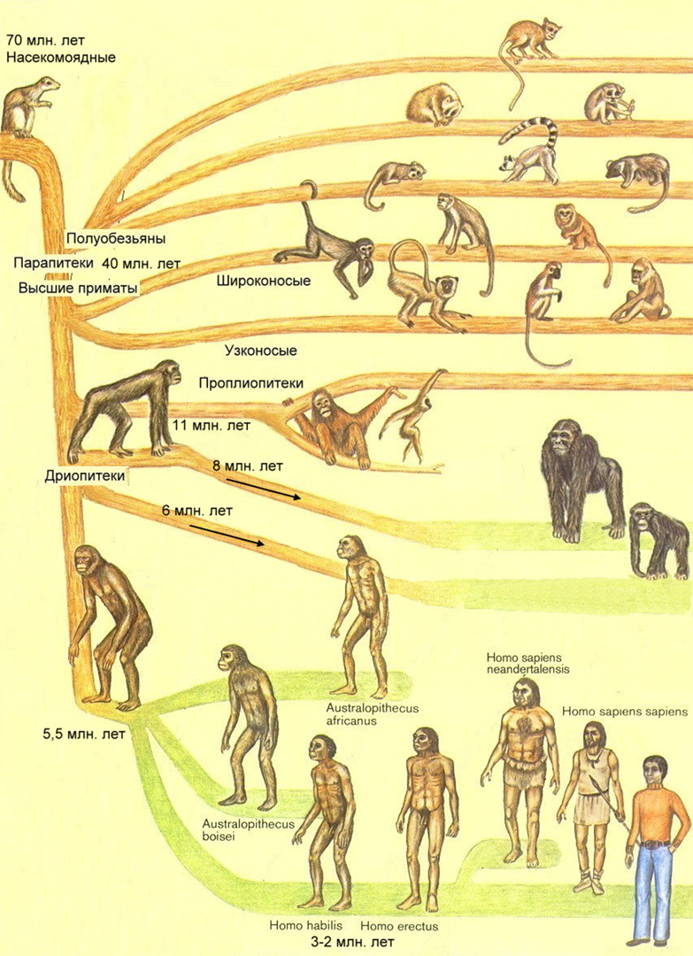 Эволюция видов схема. Схема эволюционного развития человека. Этапы происхождения человека схема. Эволюционная ветвь развития человека. Эволюционное Древо приматов и человека.