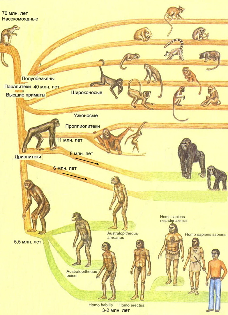 Моя эволюция в древо начало эволюции. Схема эволюционного развития человека. Этапы происхождения человека схема. Эволюционная ветвь развития человека. Эволюционное Древо приматов и человека.