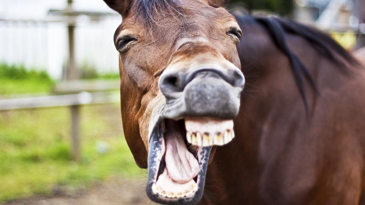 Источник: aptosdentist.com