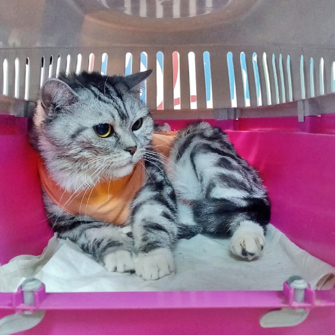 Лечение онкологии животным в Калуге. Ветеринарная клиника в Калуге Жизнь.