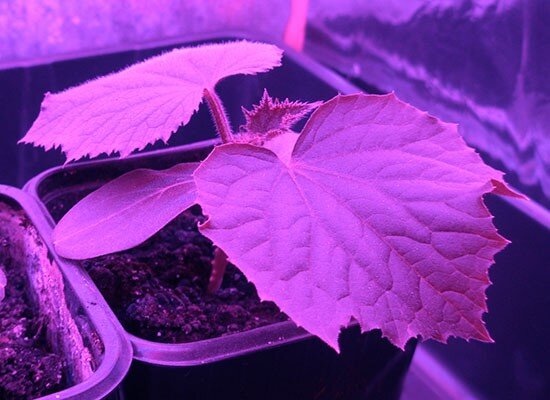 как использовать гроубокс