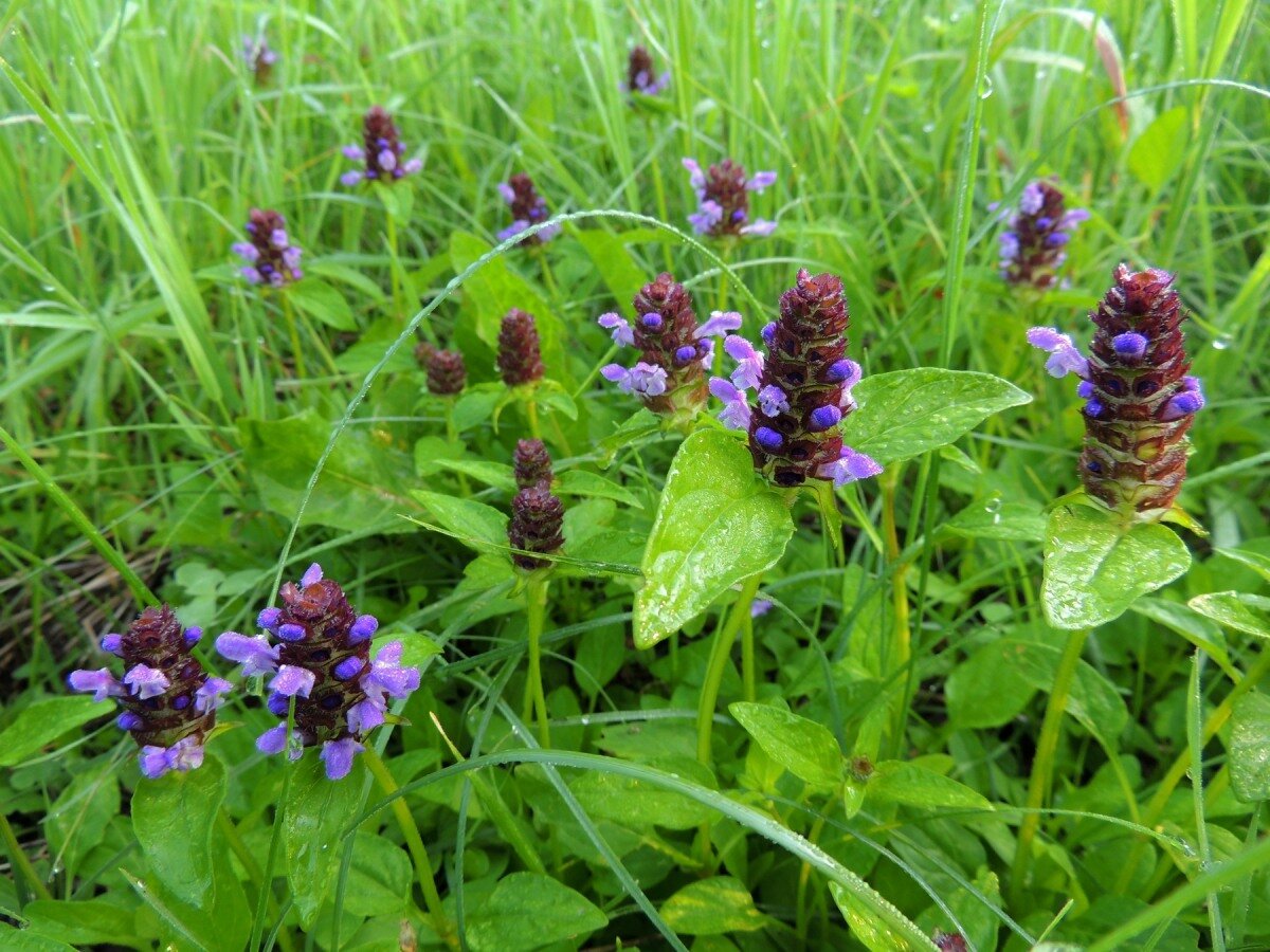 Горлянка трава фото с фиолетовыми цветами