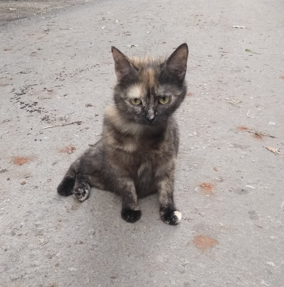 Мама Джози Муся