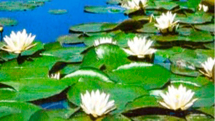 Водяная лилия (кувшинка)