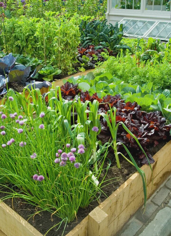 Многолетняя грядка