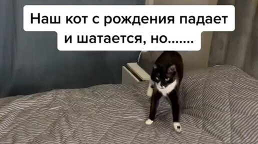 Упавший кот мем. Упавший кот мем