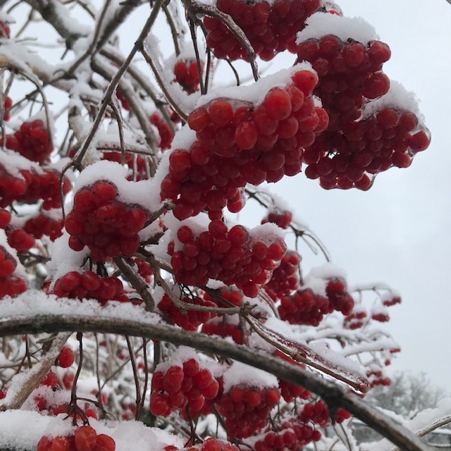 Калина красная зимой