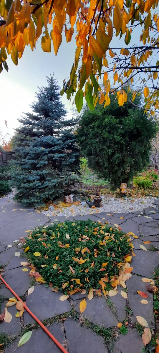 У них очень ответственная миссия- радовать своих хозяев круглогодично своей декоротивностью и 🤗красотой