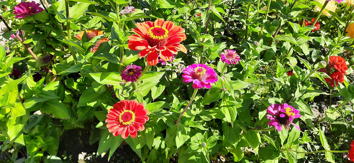 Циннии в цвету