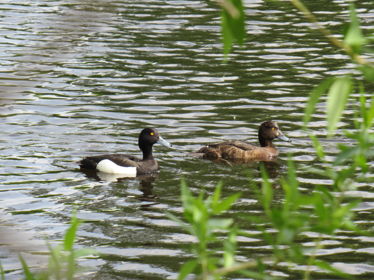 Утки нырковые (чернеть)