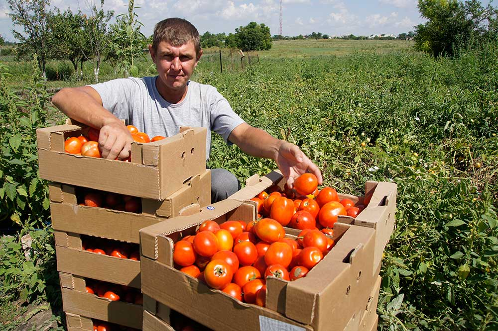 Сбор томатов. Сбор урожая томатов. Плантация помидоров. Урожай томатов. Как получить урожай помидоров