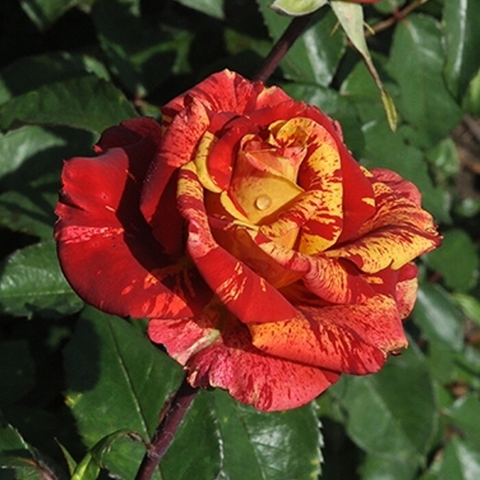 Роза чайно-гибридная Фреска Валентина