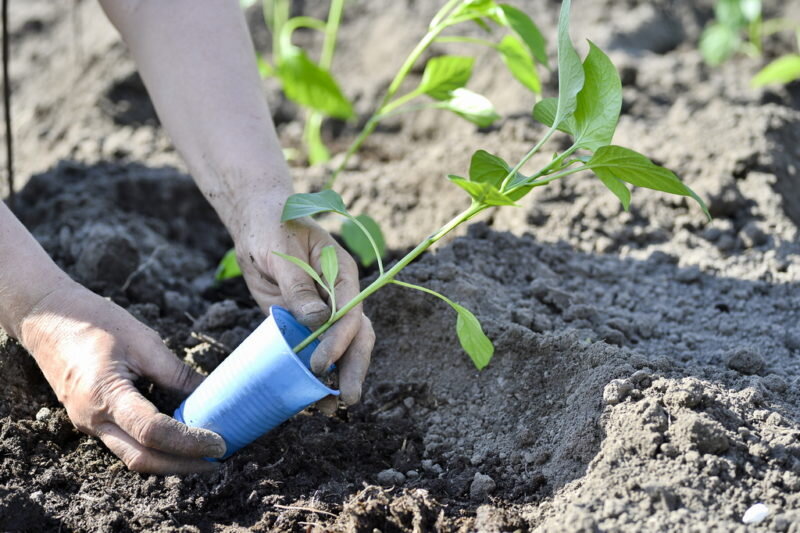 Высадка перца в грунт. Иллюстрация для статьи используется по стандартной лицензии ©dachnyedela.ru