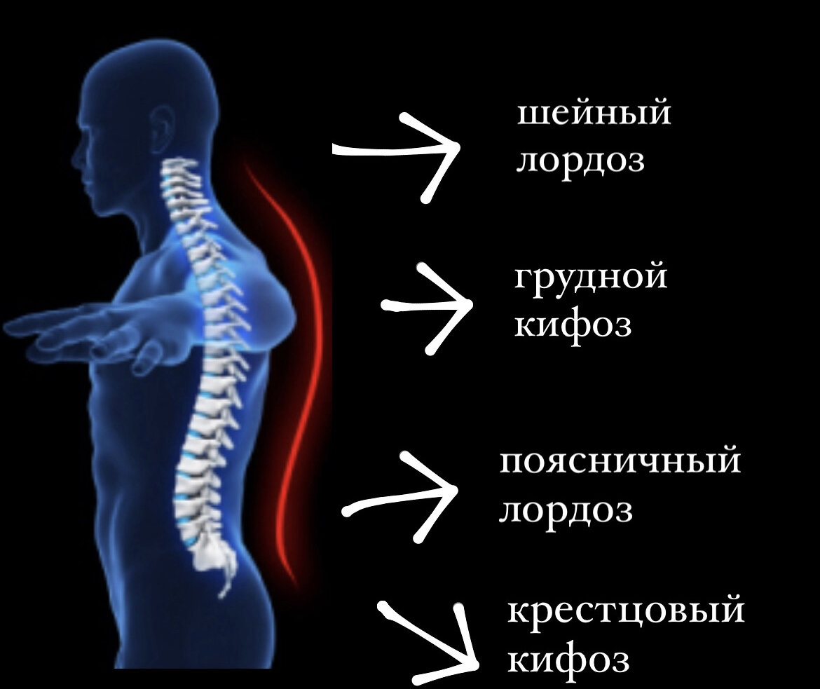 Анатомические изгибы