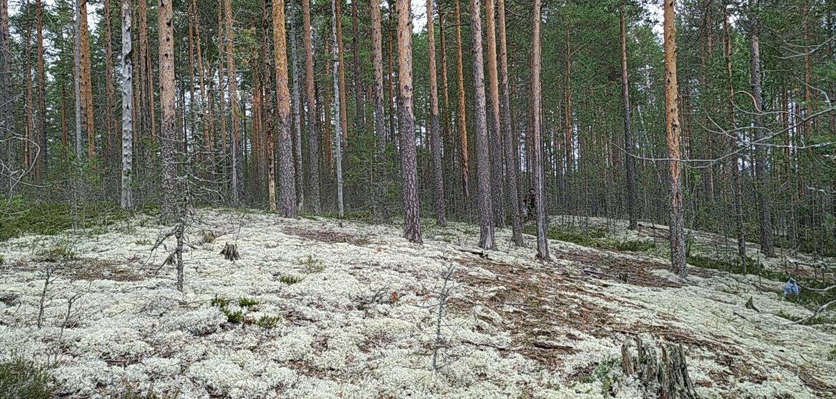 В таких сосновых борах,очень легко дышится и ходить можно долго, не уставая.(из личного архива)
