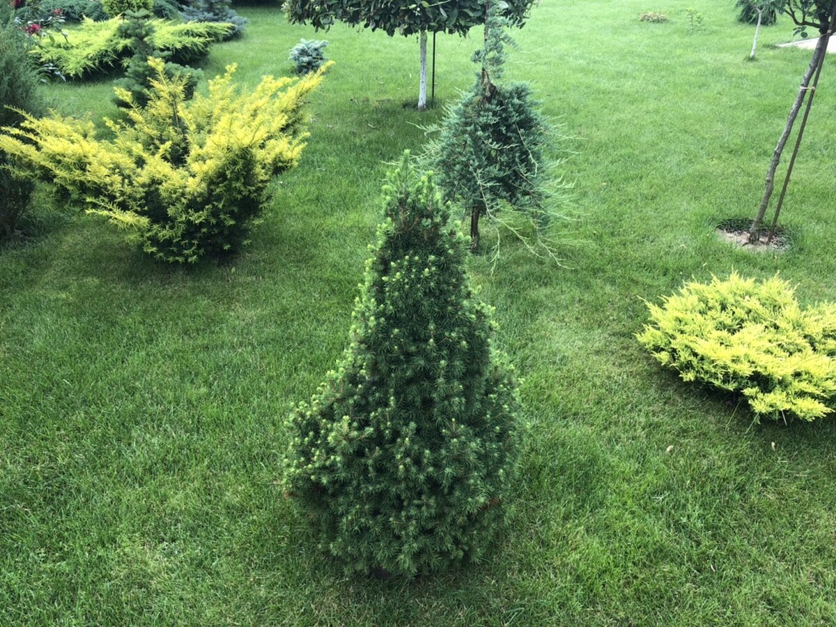 Ель канадская Коника