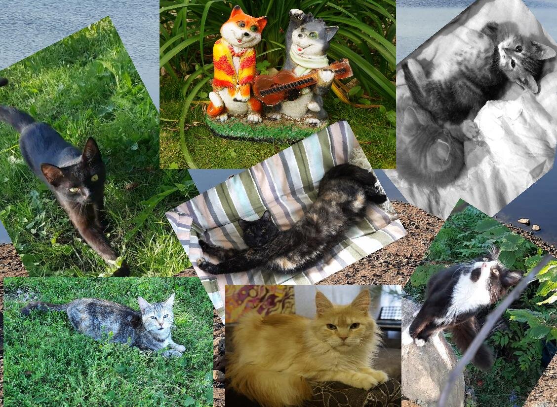 по совету кота и кошки