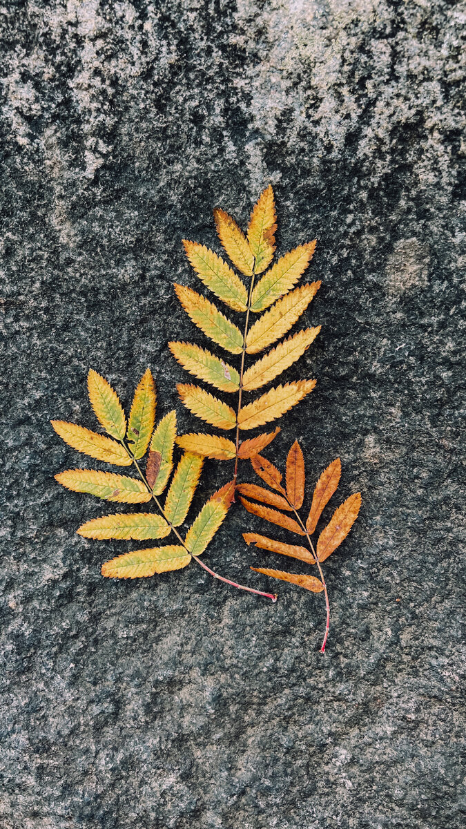 Осень обещала: "Я озолочу" (Бальмонт) 