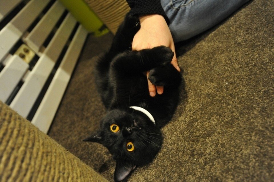     Ростовчане рассказали, почему готовы распрощаться даже с породистыми котофеями. Виктор ГУСЕЙНОВ