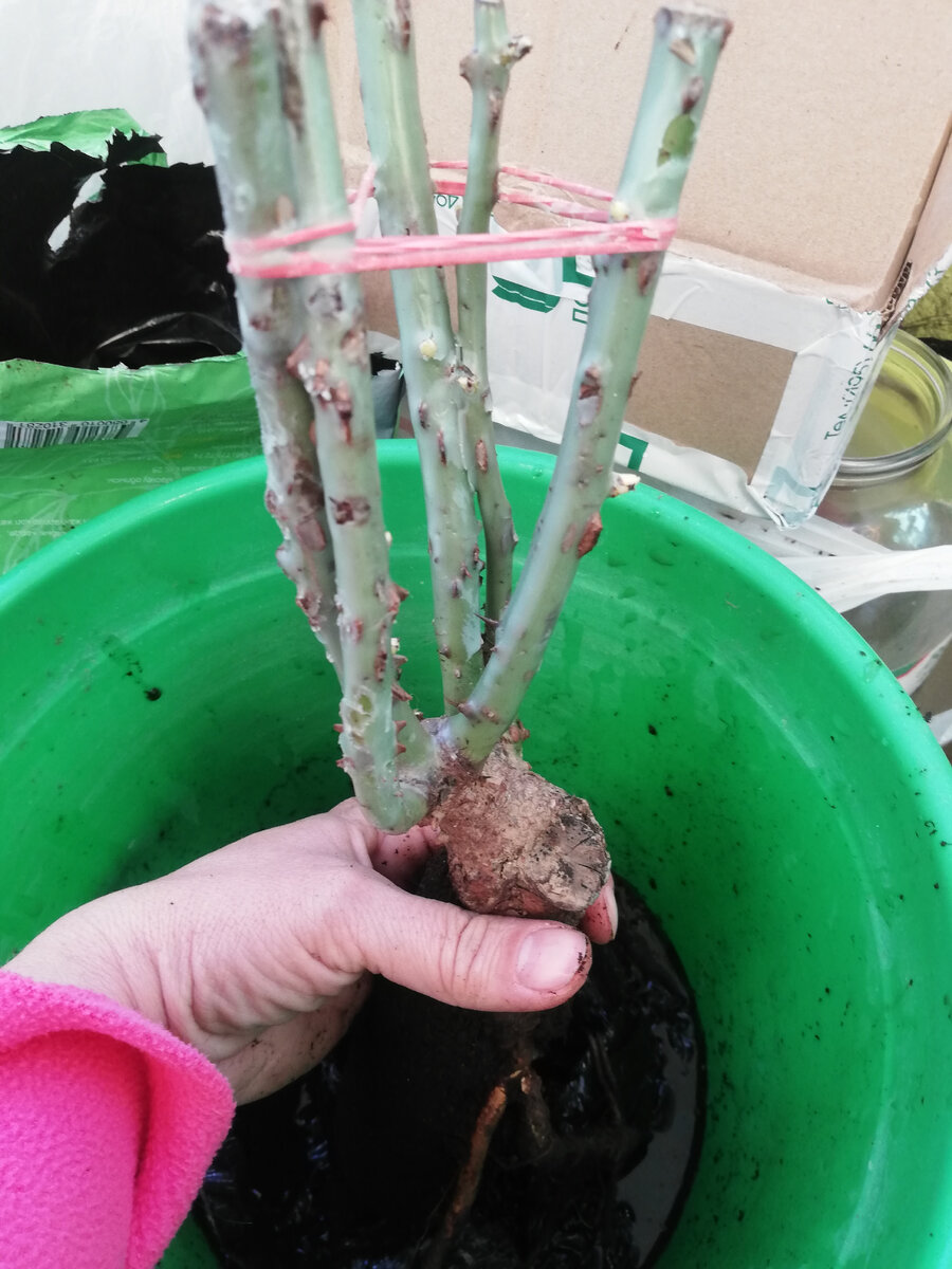 Размачивала в воде корневую систему, стебли были обработаны воском