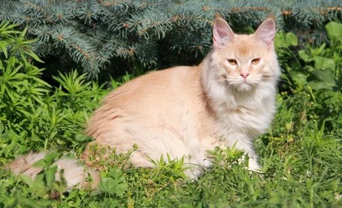 Фото из интернета. У нас такой-же кот.