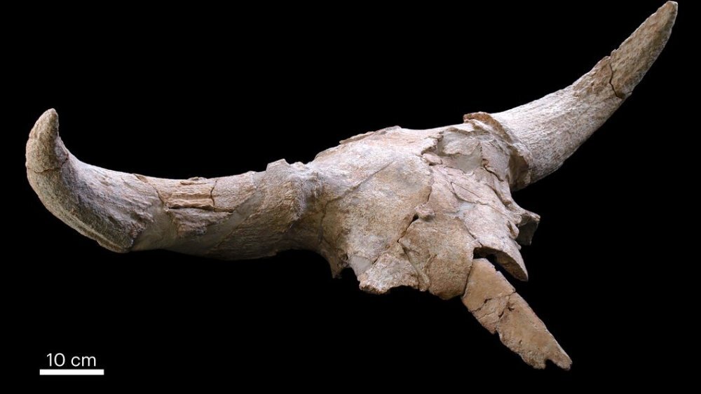    Фото: Enrique Baquedano et al./Nature Human Behavior, 2023